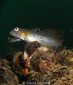 Round Goby. Invasive species to the Great Lakes. Lake Ont... by David Gilchrist 